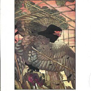 Edward Detmold: Fable's of Aesop - Eagle - 11.75" x 8.75" Book Page print